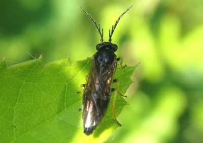 Cladius pectinicornis; Bristly Roseslug Sawfly; exotic