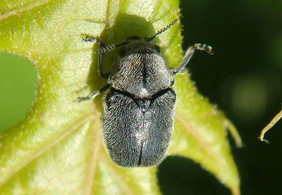 Coleothorpa dominicana; Case-bearing Leaf Beetle species 