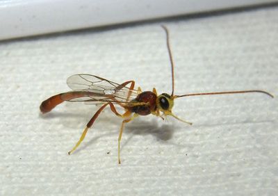 Gravenhorstiini Ichneumon Wasp species; male