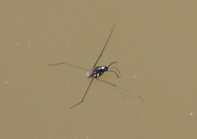 Metrobates hesperius; Water Strider species