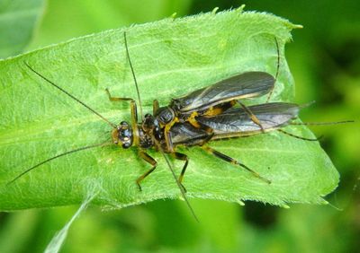 Neoperla Common Stonefly species pair