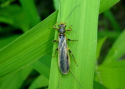 Neoperla Common Stonefly species