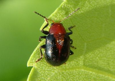 Paria Leaf Beetle species