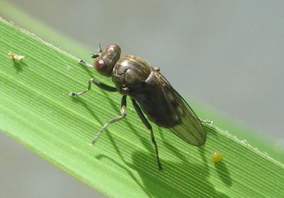 Parydra Shore Fly species