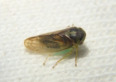 Pediopsoides distinctus; Leafhopper species