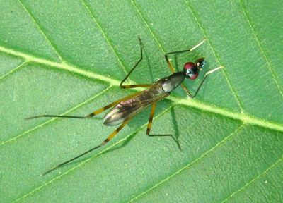 Rainieria antennaepes; Stilt-legged Fly species