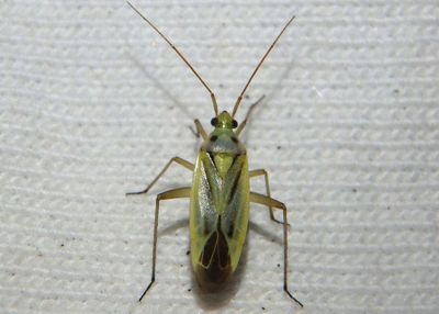 Stenotus binotatus; Two-spotted Grass Bug 