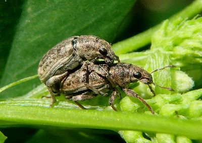 Tanymecus confusus; Broad-nosed Weevil species pair