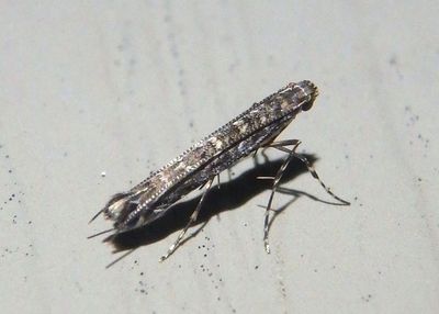 0663 - Neurobathra strigifinitella; Leaf Blotch Miner Moth species