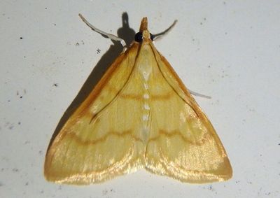 4980 - Helvibotys helvialis; Crambid Snout Moth species