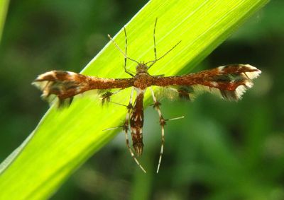6092 - Geina tenuidactylus; Himmelman's Plume Moth
