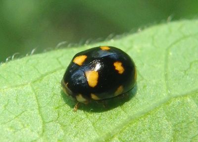 Brachiacantha Lady Beetle species
