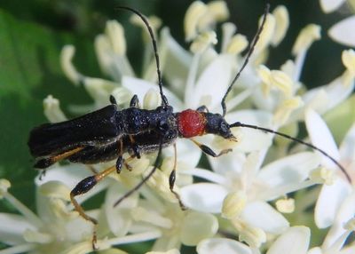 Callimoxys ocularis; Long-horned Beetle species pair