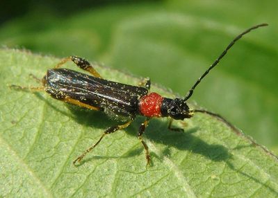 Callimoxys ocularis; Long-horned Beetle species; female