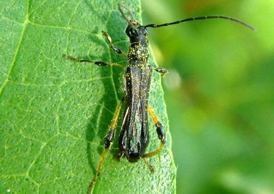 Callimoxys ocularis; Long-horned Beetle species; male 