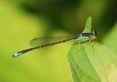 Enallagma antennatum; Rainbow Bluet; male
