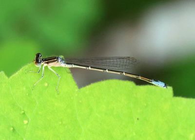Enallagma antennatum; Rainbow Bluet; young male
