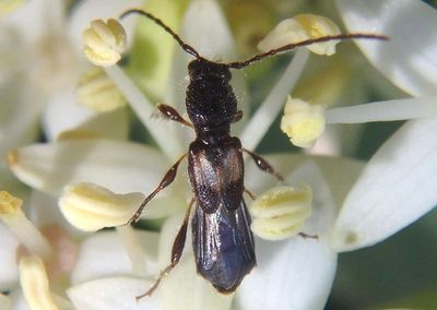 Molorchus bimaculatus bimaculatus; Longhorn Beetle species