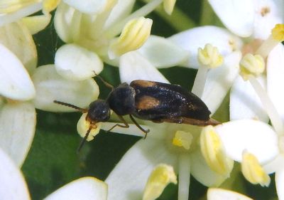Mordellochroa scapularis; Tumbling Flower Beetle species