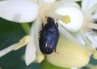 Orphilus ater; Carpet Beetle species