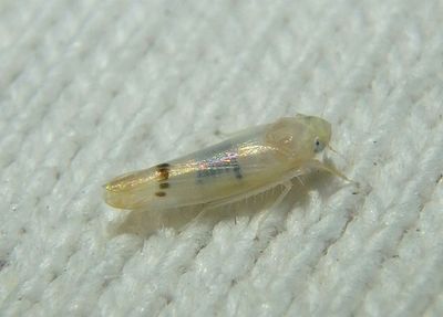 Ossiannilssonola Leafhopper species