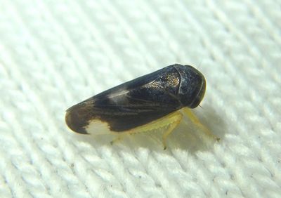 Pediopsoides distinctus; Leafhopper species; male