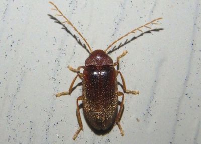 Ptilodactyla Toe-winged Beetle species; male