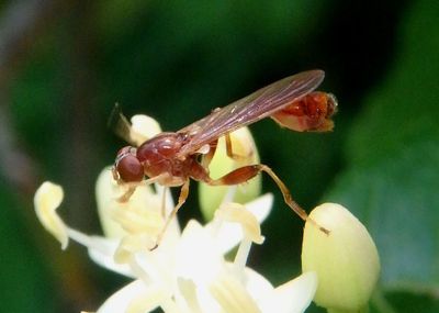 Sphegina campanulata; Syrphid Fly species