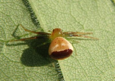 Synema parvulum; Crab Spider species; female
