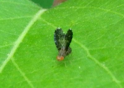 Trypetisoma sticticum; Lauxaniid Fly species