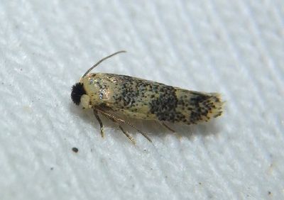0055 - Zimmermannia bosquella; Pygmy Leafmining Moth species