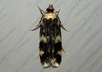 1134 - Oegoconia quadripuncta; Four-spotted Yellowneck Moth