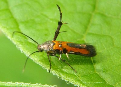 2505 - Aetole tripunctella; Sun Moth species
