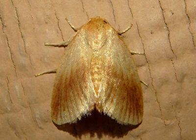 4652 - Tortricidia testacea; Warm-chevroned Moth