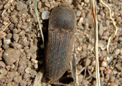 Agrypnus rectangularis; Click Beetle species