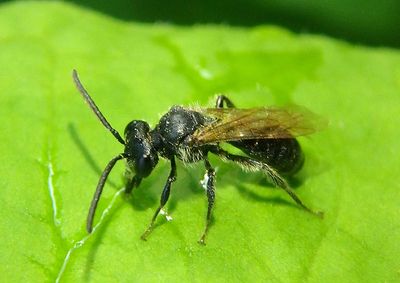 Andrena Mining Bee species; male