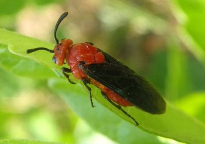 Arge coccinea; Argid Sawfly species