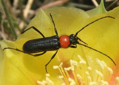 Batyle ignicollis; Long-horned Beetle species