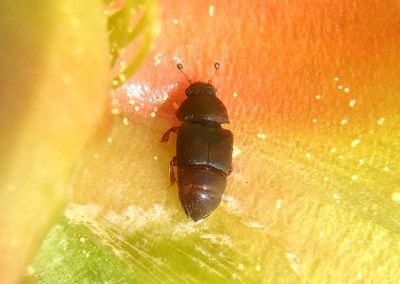 Caplothorax Sap-feeding Beetle species