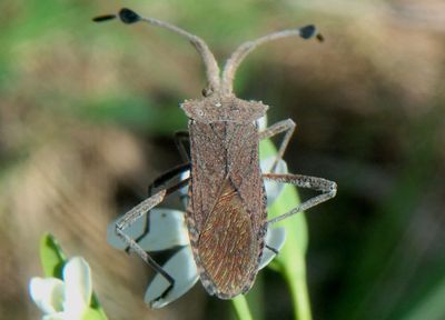 Chariesterus antennator; Euphorbia Bug