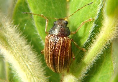 Colaspis suilla; Leaf Beetle species