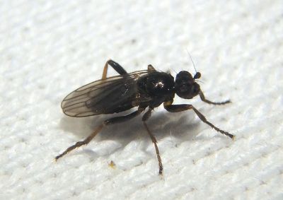 Copromyzinae Lesser Dung Fly species