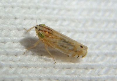 Cosmotettix delector; Leafhopper species