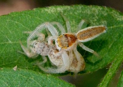 Hentzia mitrata; Jumping Spider species pair