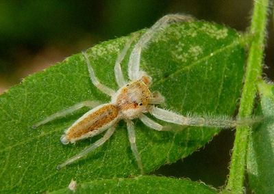 Hentzia mitrata; Jumping Spider species; male 