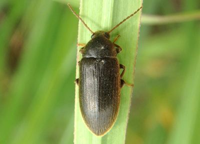 Hymenorus Comb-clawed Beetle species