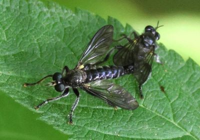 Laphria Robber Fly species pair