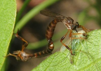 Leptogaster Robber Fly species pair