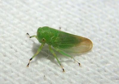 Macropsis Leafhopper species