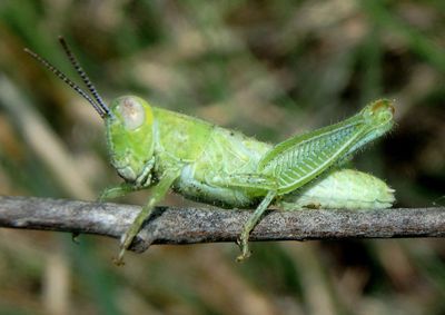 Melanoplus foedus; Striped Sand Grasshopper nymph